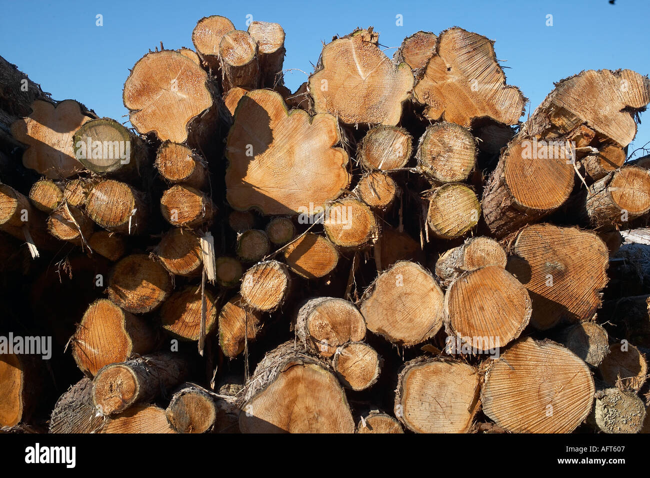 Pile of Lumber Timber Industry Seattle Washington State United States