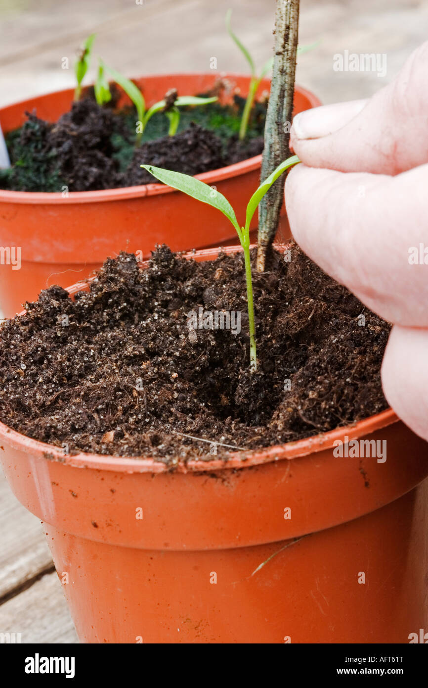 Potting Tomato Seedlings Stock Photo Alamy