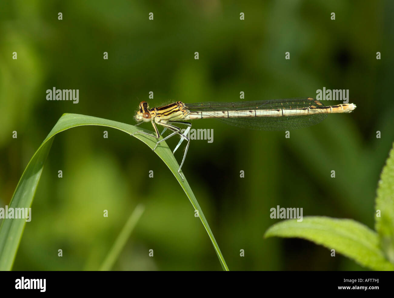 White Legged Damselfly Platycnemis pennipes Stock Photo - Alamy