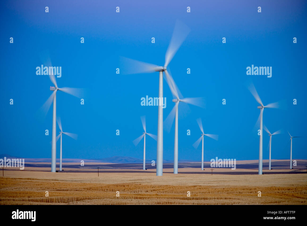 Wind farm, turbines in mature wheat field. Stock Photo