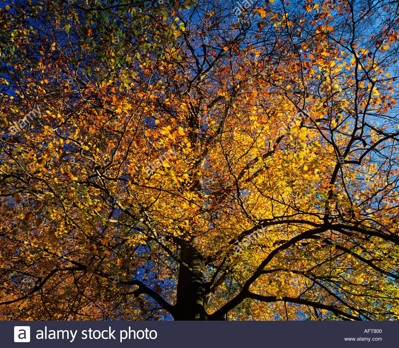 Ancient Beech Trees Hertfordshire Morning Stock Photo