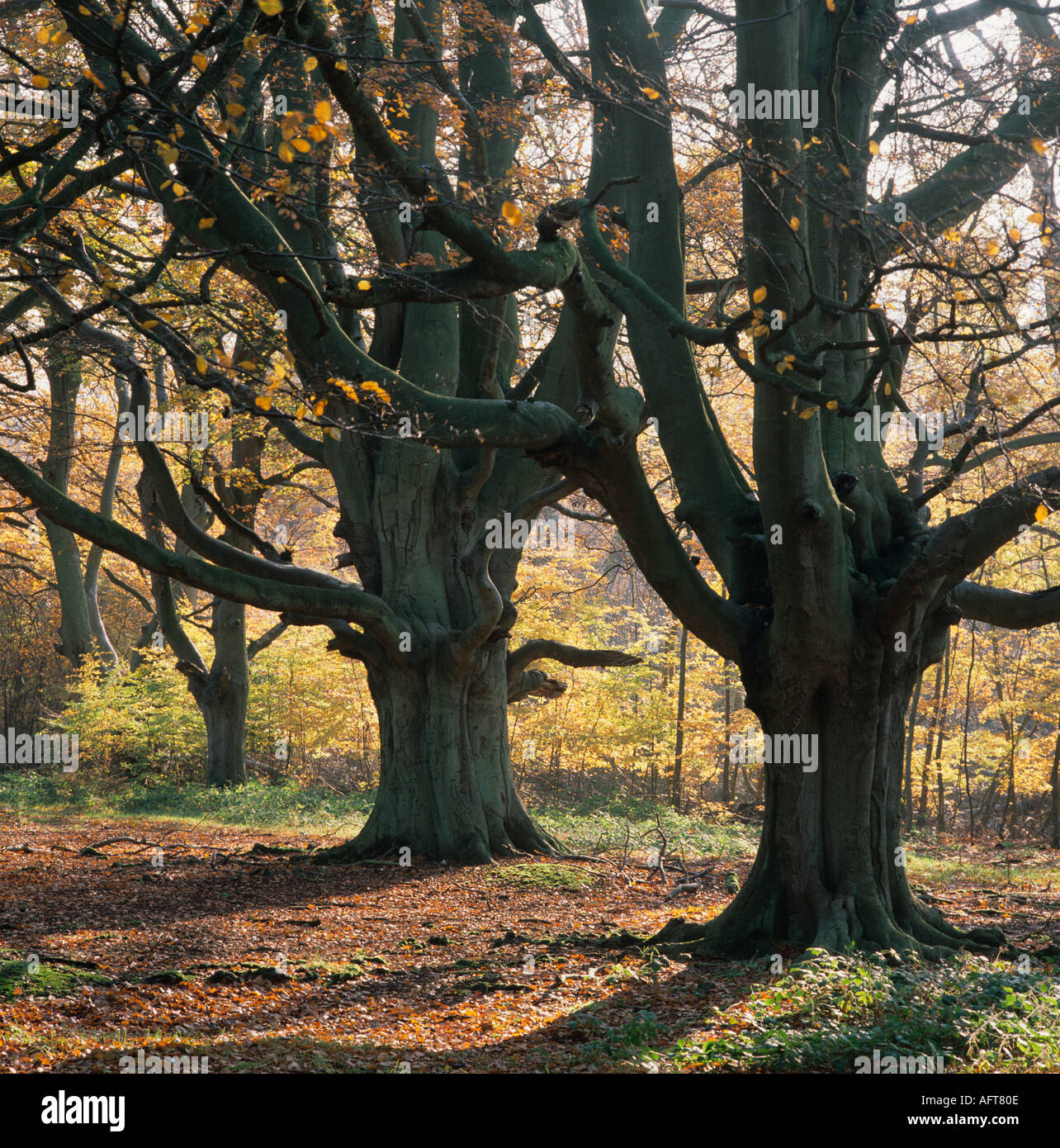 Ancient Beech Tree  Hertfordshire on Misty Morning Stock Photo