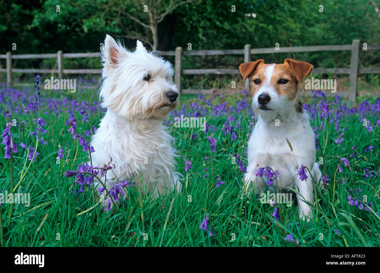 west highland white terrier jack russell terrier