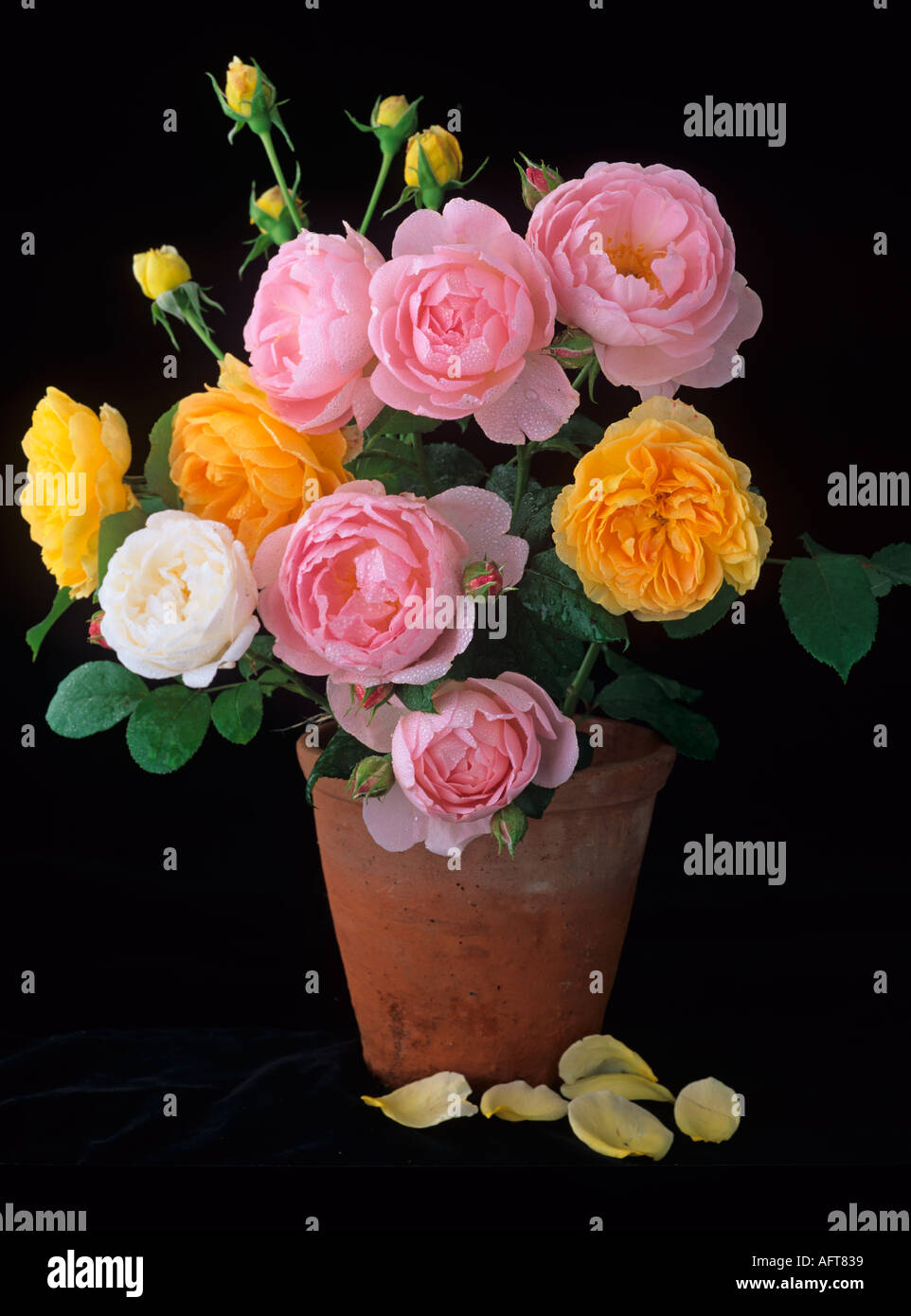 Rose Still Life Garden Arrangement Stock Photo