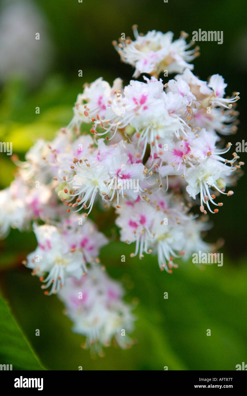 Close Up Horse Chestnut Flower Candle Stock Photo