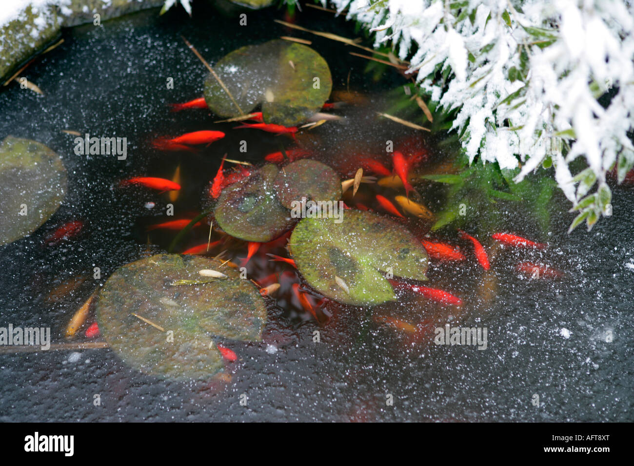 Goldfish pond snow hi-res stock photography and images - Alamy
