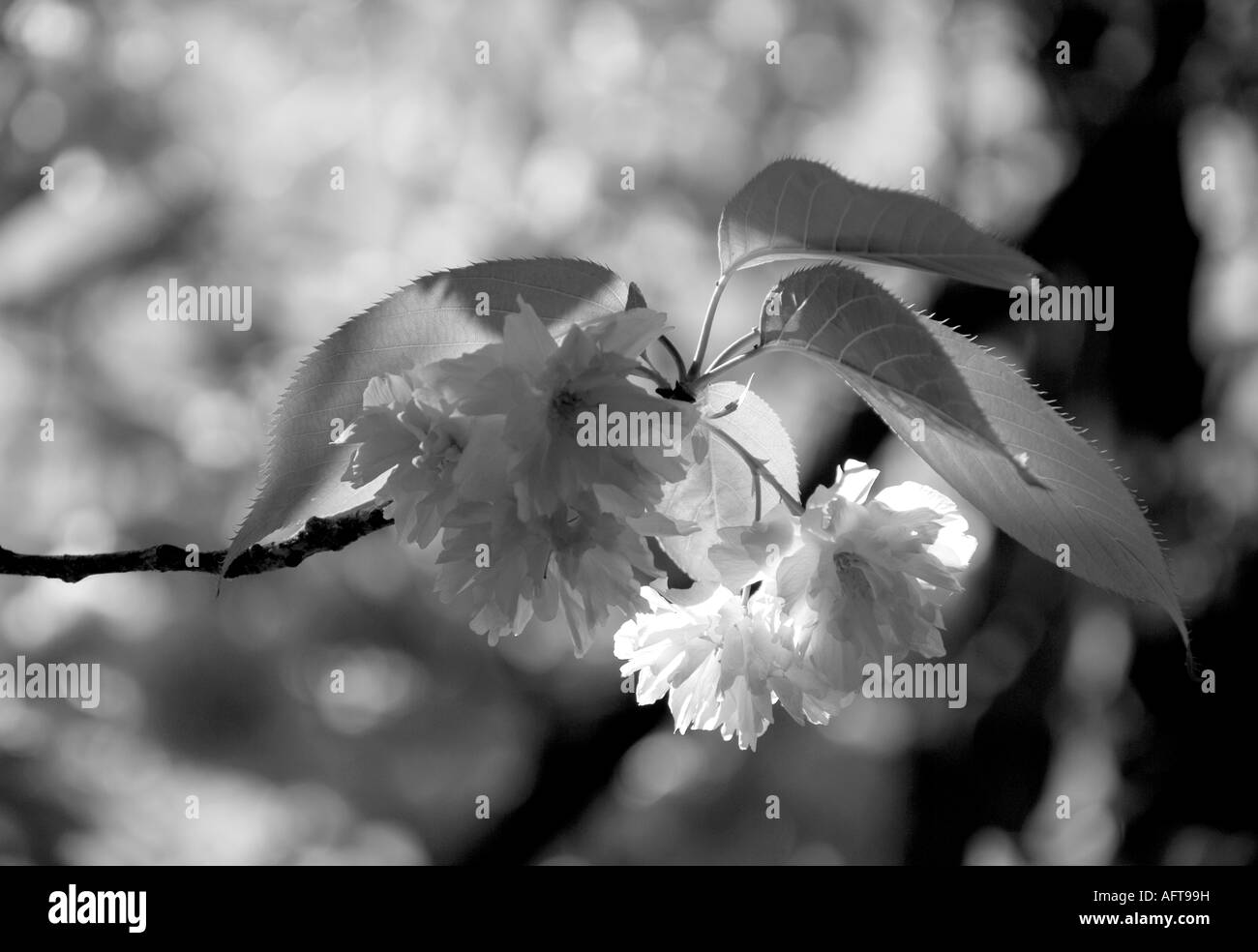 black and white tree blossom Stock Photo Alamy