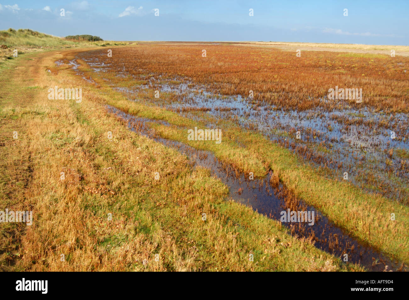 Salt marshes saltmarsh hi-res stock photography and images - Alamy