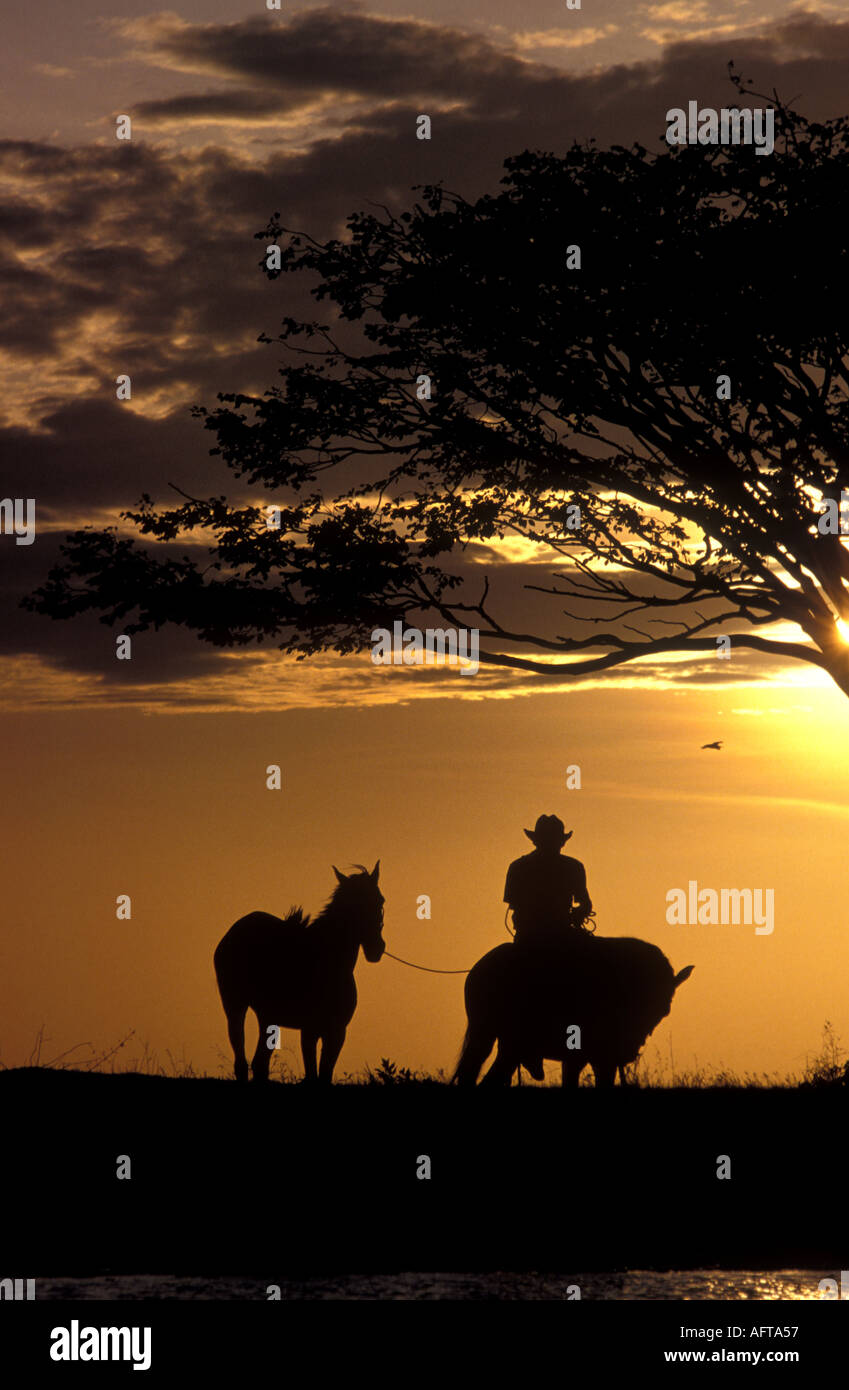 Colombia Cowboy on horseback at sunset The Llanos of Casanare Stock Photo