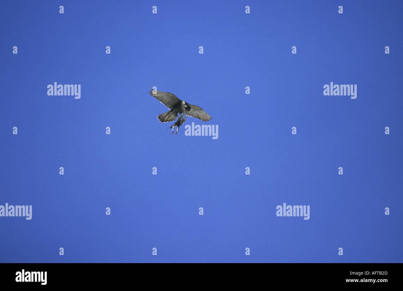 Peregrine falcon catching prey hi-res stock photography and images - Alamy