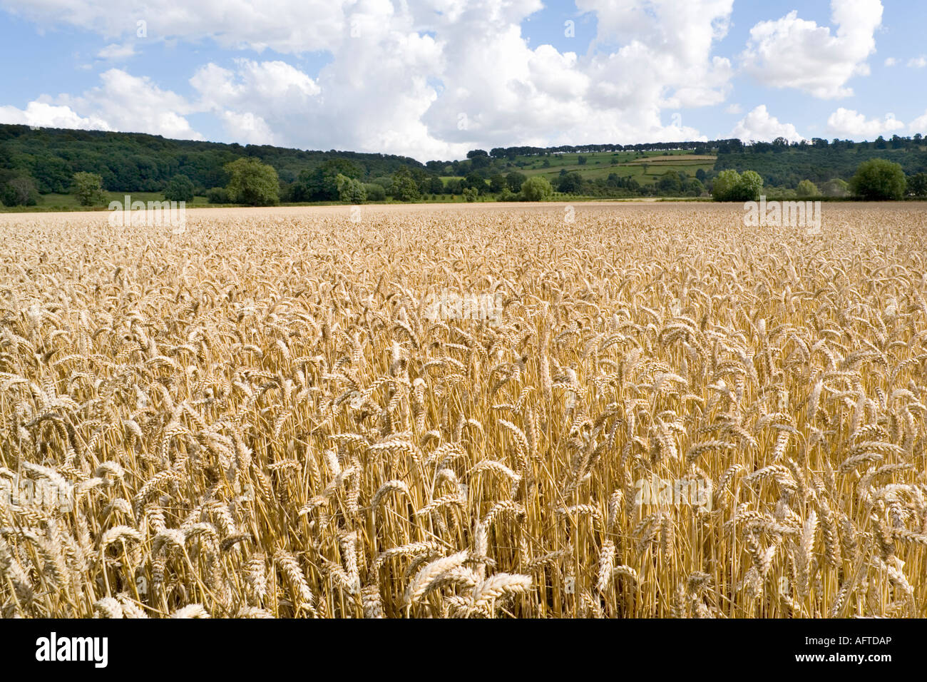 A field of wheat growing beneath the Cotswold scarp near the Cotswold village of Stanway, Gloucestershire Stock Photo