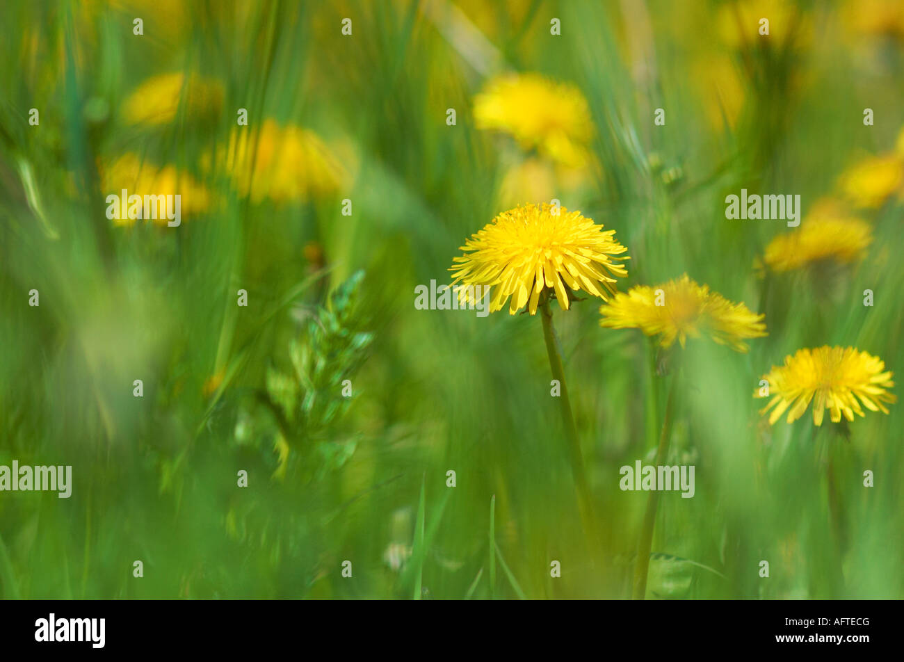 Meadland High Resolution Stock Photography and Images - Alamy