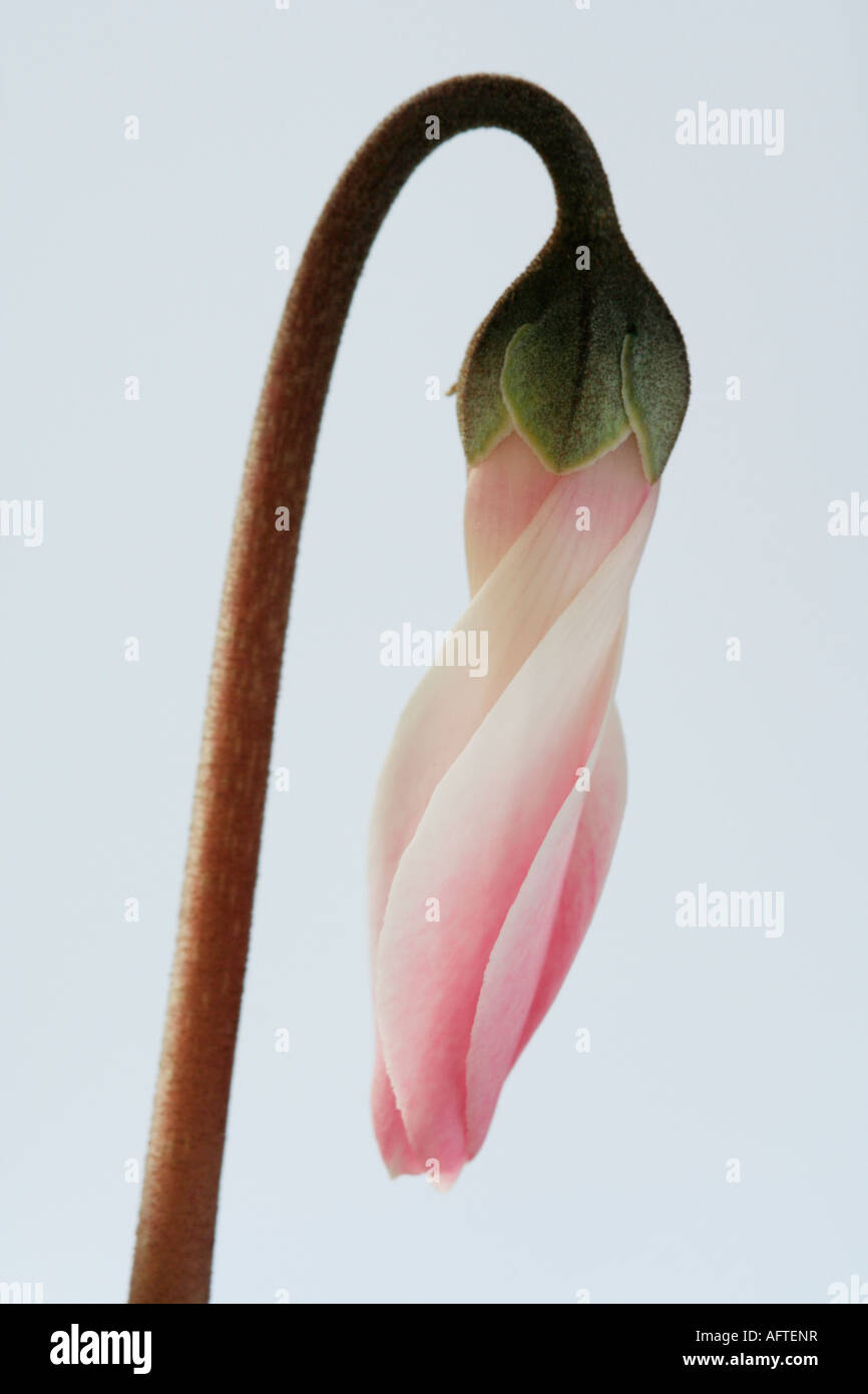 Cyclamen flower opening up Stock Photo Alamy