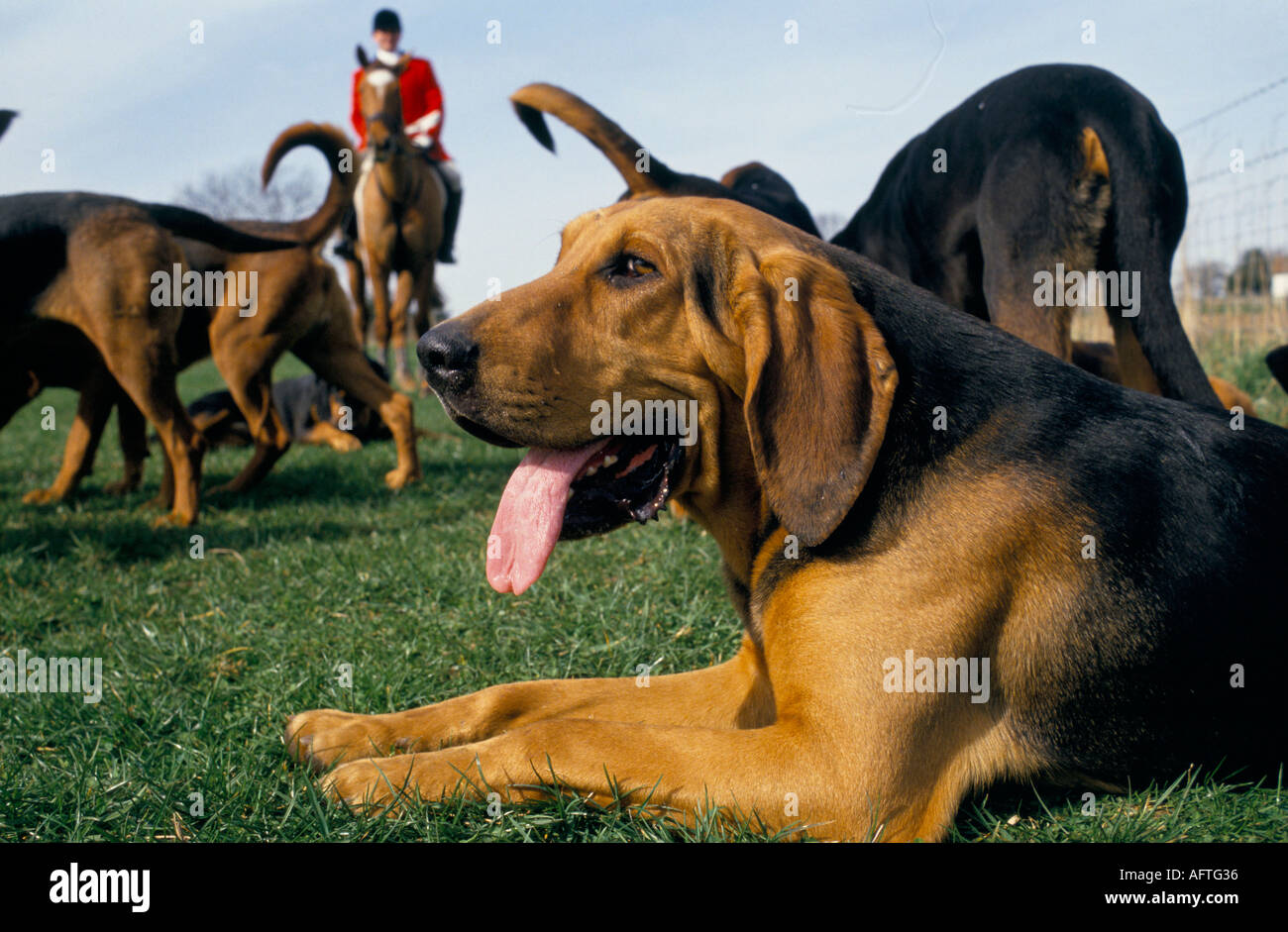 Drag Hunting High Resolution Stock Photography and Images Alamy