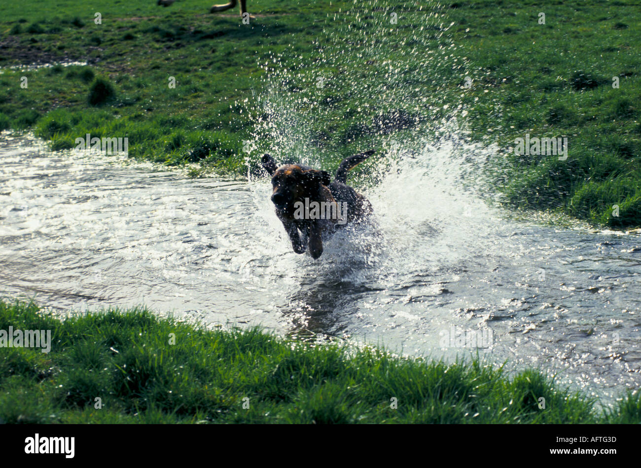 Drag hunting or Draghunting Windsor Forest Draghounds. Berkshire. UK. 1990s HOMER SYKES Stock Photo