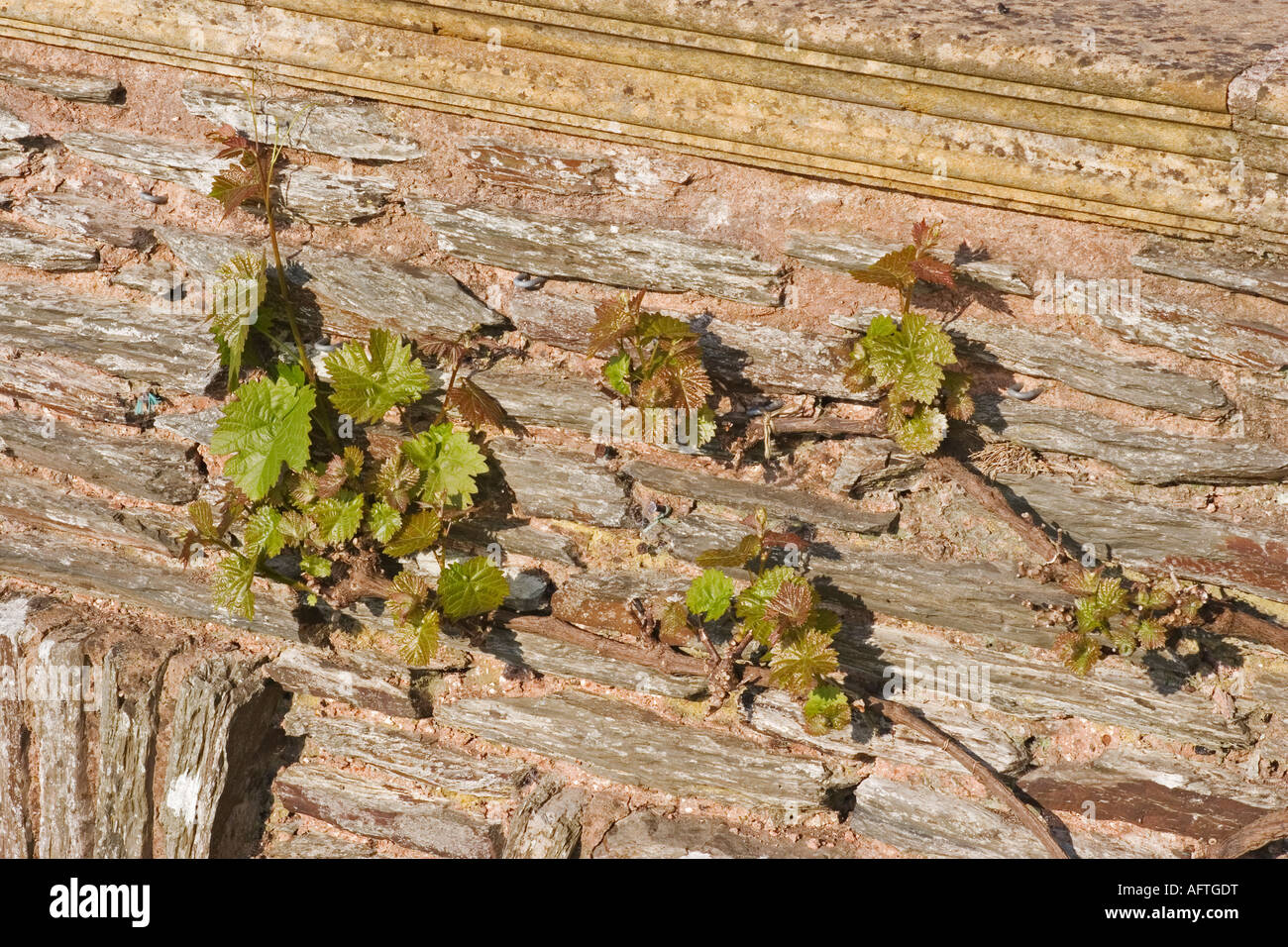 VITIS VINIFERA (GRAPE VINE) AGAINST A WALL AT HESTERCOMBE GARDEN SOMERSET ENGLAND Stock Photo