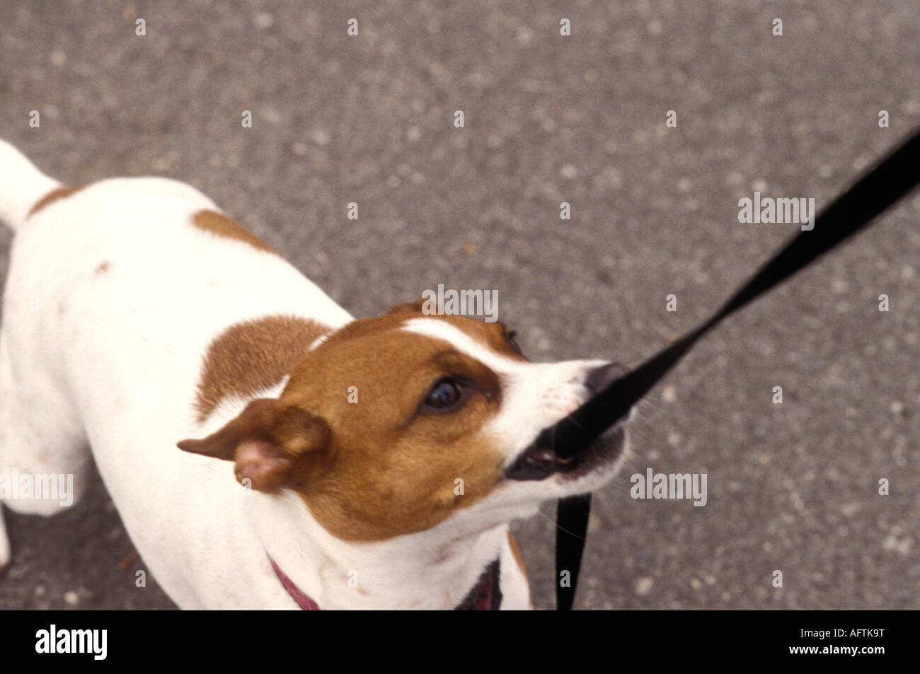 Dog biting leash Stock Photo Alamy
