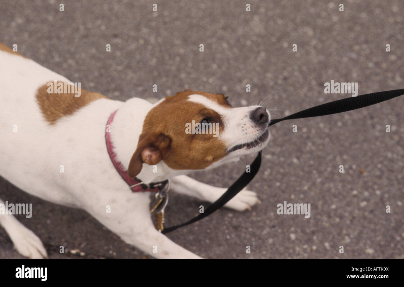 puppy biting on leash