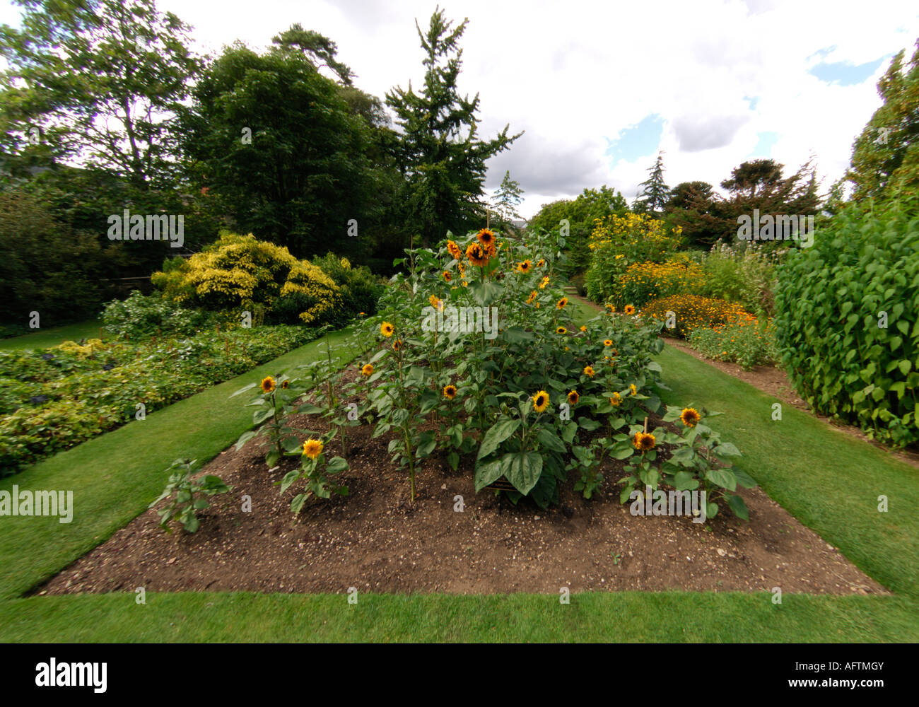 The Sunflower Garden in Oxford University Botanic Garden Stock Photo Alamy