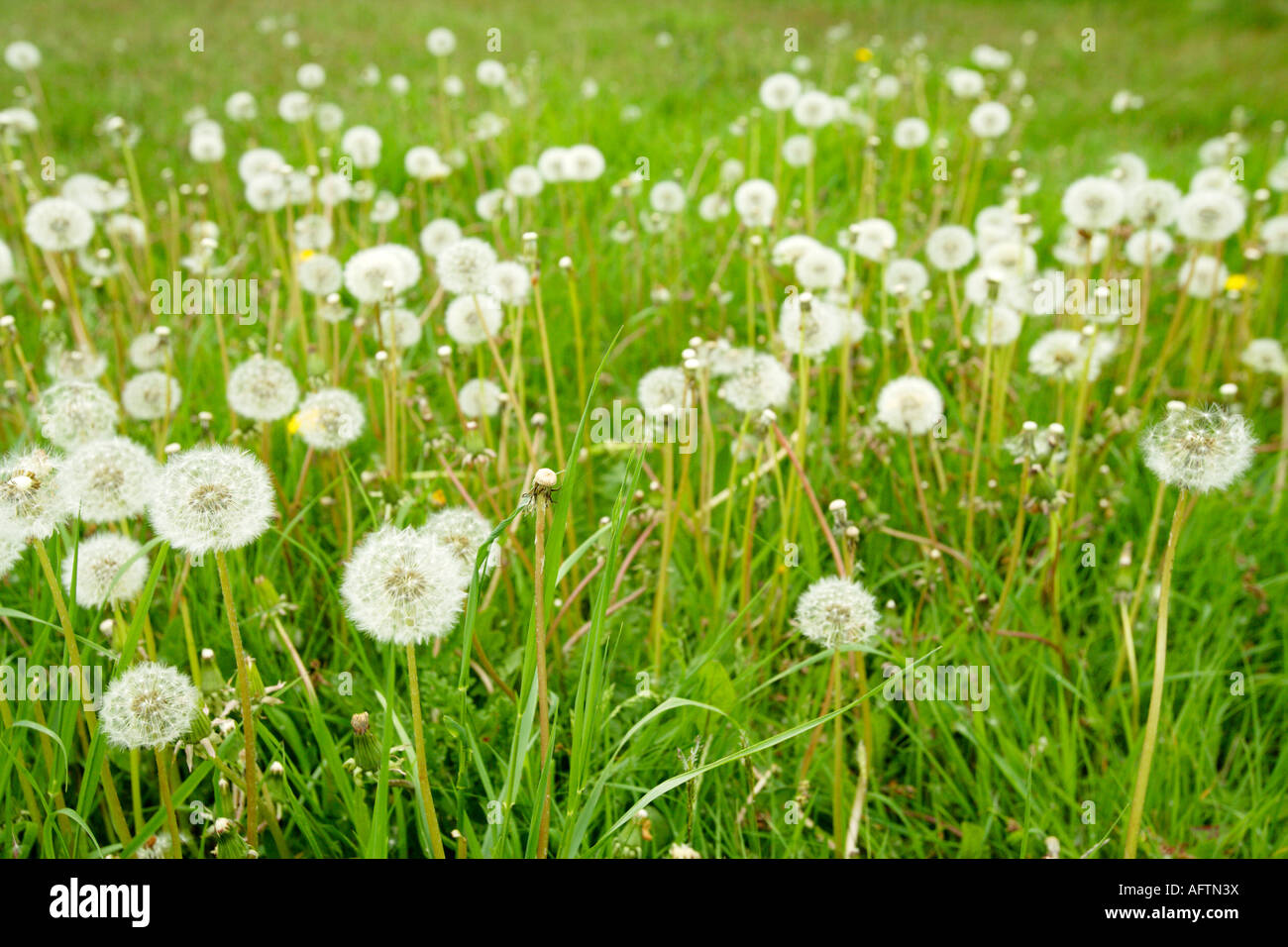 Dandelion Clocks In A Field, Norfolk UK Stock Photo