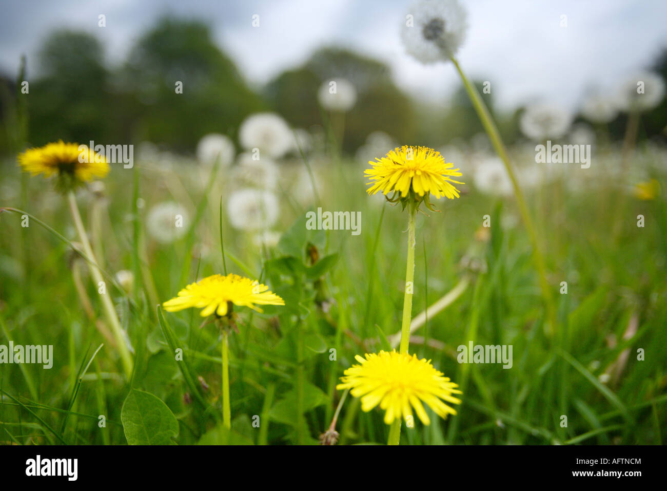 Dandelions And Dandelion Clocks In A Field, Norfolk UK Stock Photo Alamy