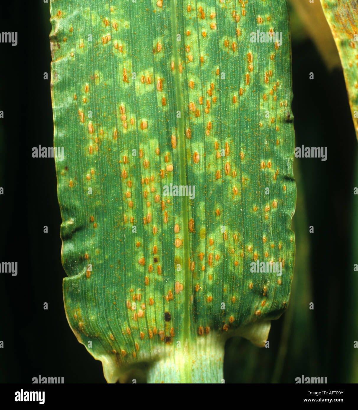 Brown rust Puccinia hordei pustules on barley with distinctive halos Stock Photo