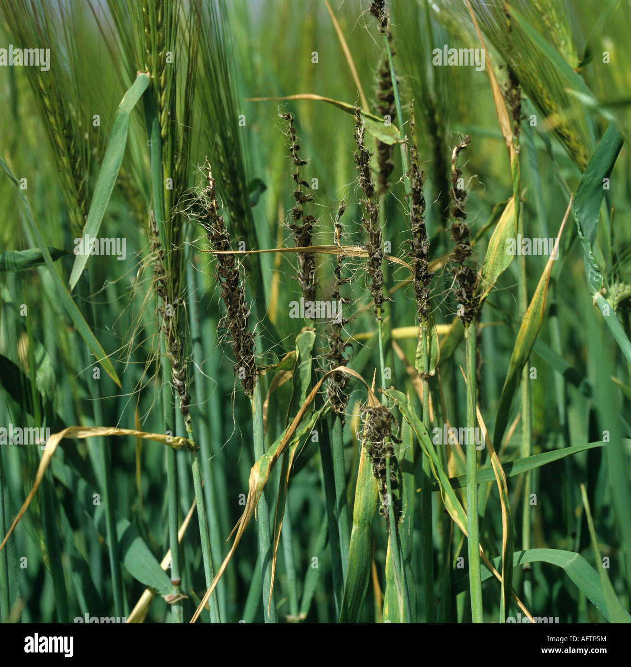 Loose smut Ustilago nuda of barley ears in the crop Stock Photo