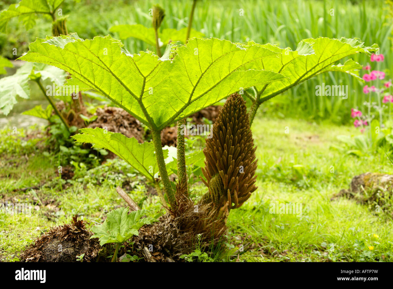 Gunnera Manicata Leaves, Fairhaven Woodland and Water Garden, Norfolk, UK Stock Photo