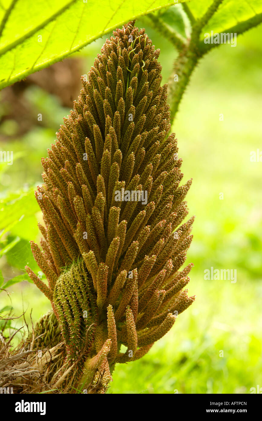 Close Up, Gunnera Manicata Flower Bud , Fairhaven Woodland and Water Garden, Norfolk, UK Stock Photo