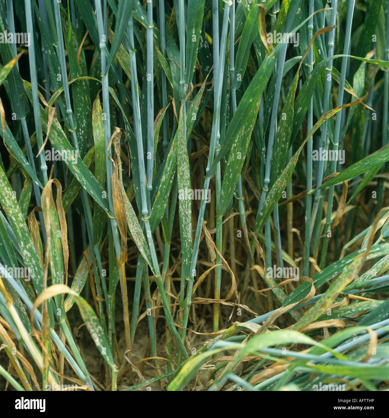 Powdery mildew (Erysiphe graminis f.sp. tritici) on wheat crop in ear Belgium Stock Photo