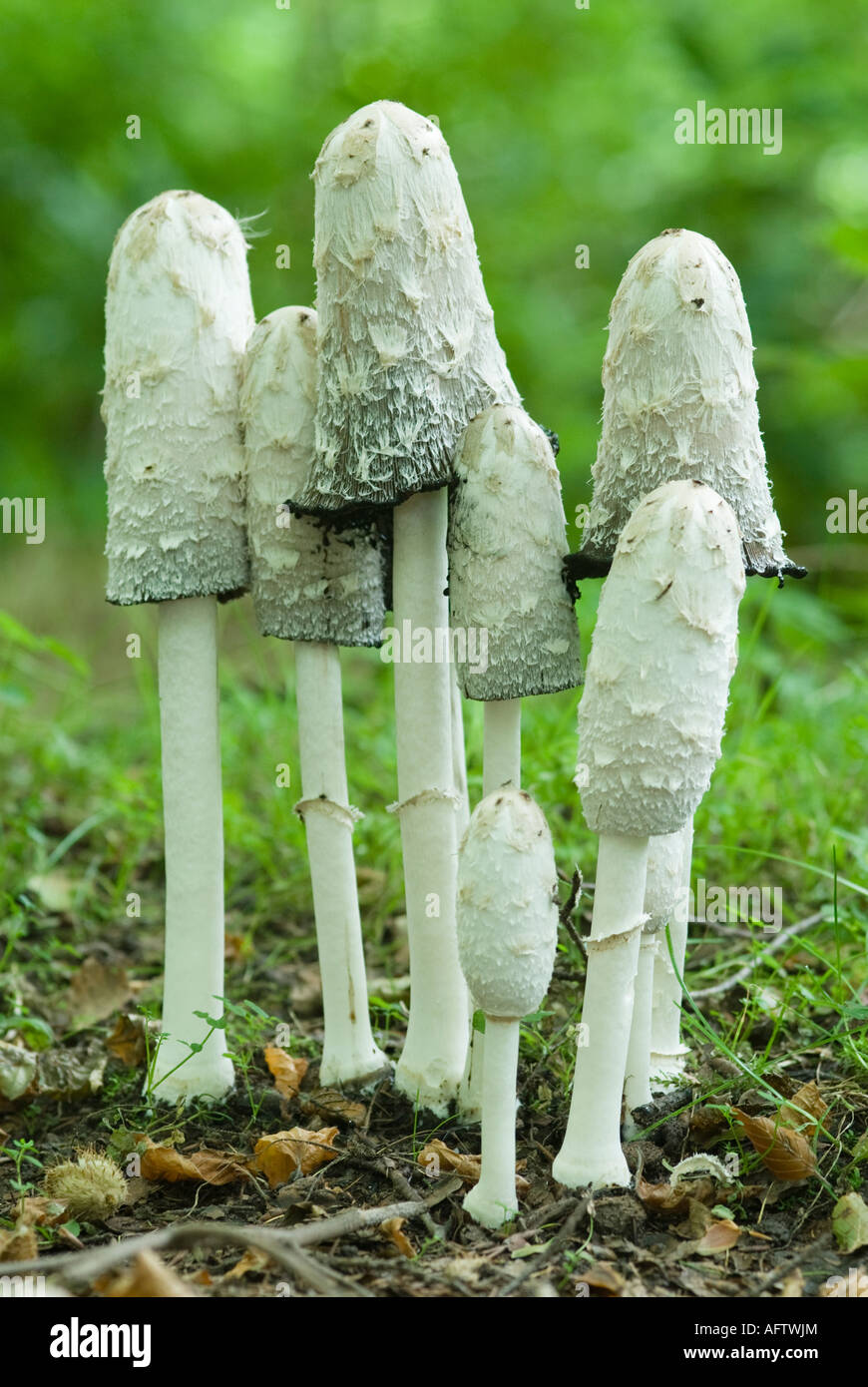 Shaggy Ink Cap in woodland Stock Photo