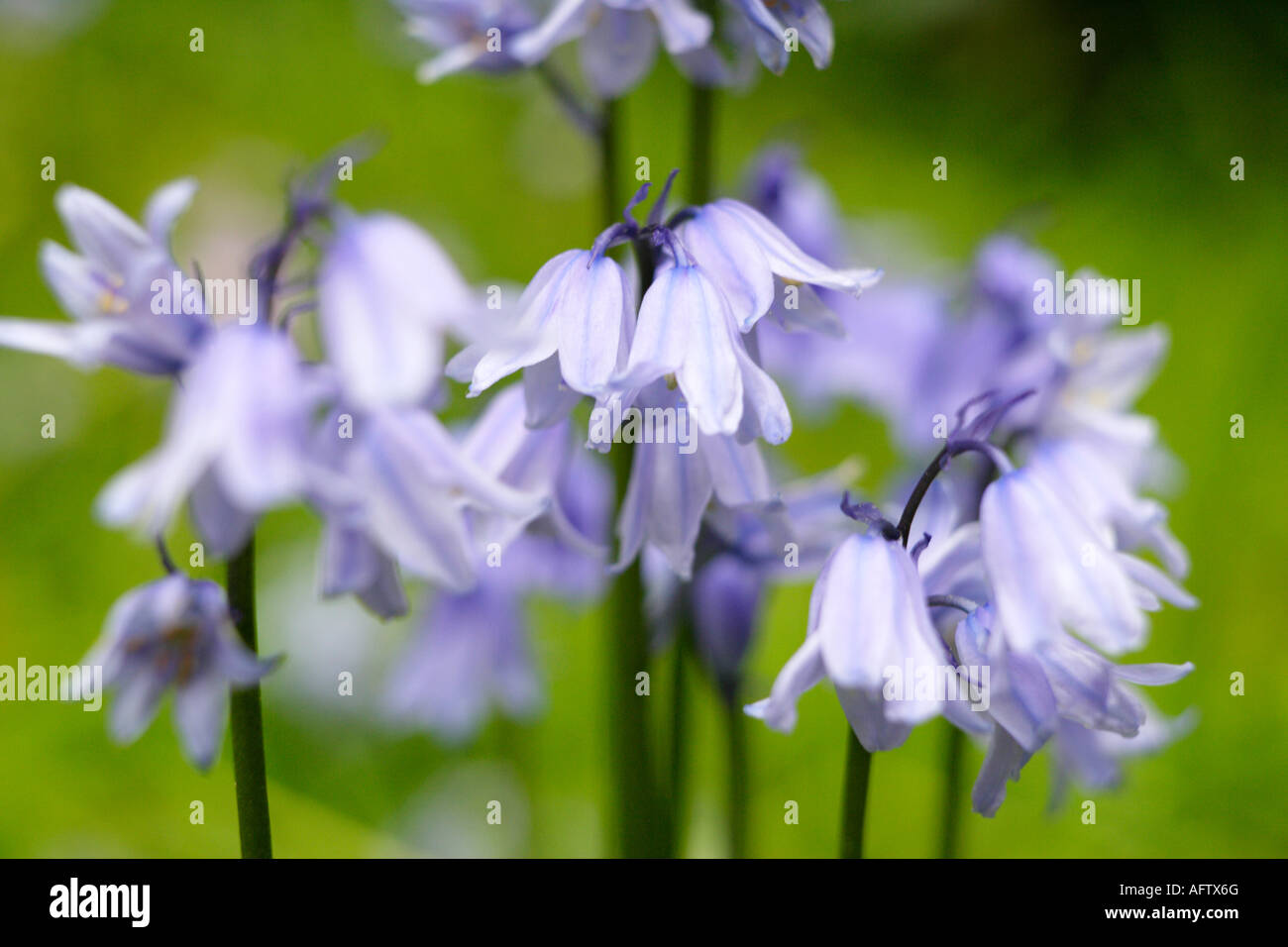 Close Up, Bluebell Flowers, Fairhaven Woodland and Water Garden, Norfolk, UK Stock Photo