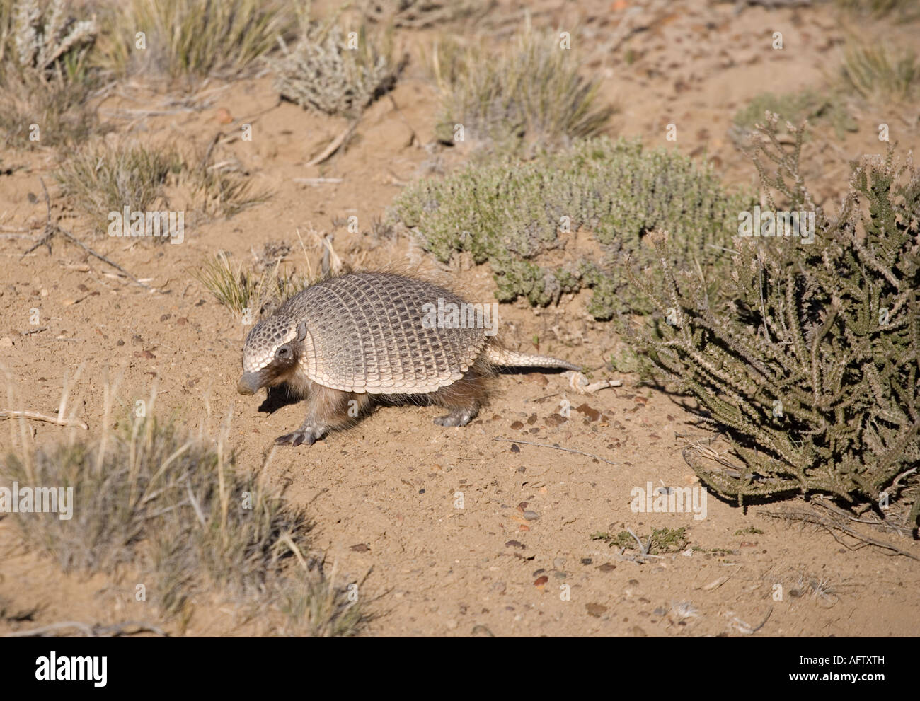 Yellow Armadillo Stock Photos & Yellow Armadillo Stock Images Alamy
