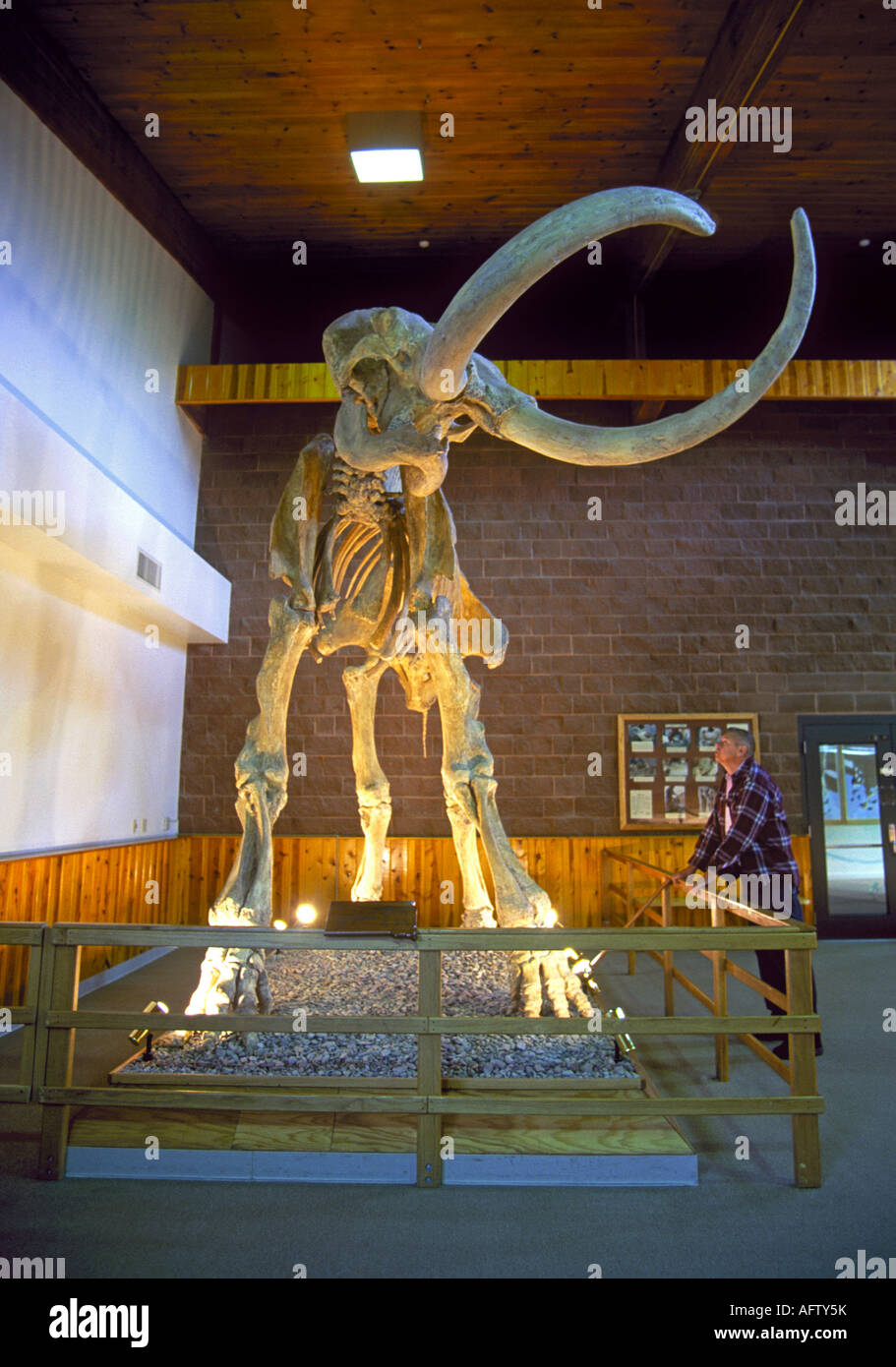 A giant mammoth skeleton on display for visitors at the Mammoth Site Museum in the Black Hills of South Dakota Stock Photo