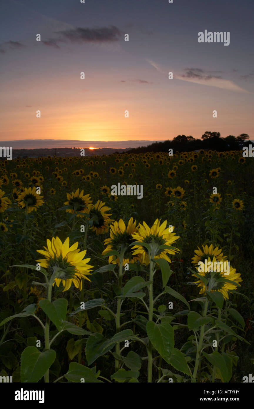 group of sunflowers helianthus annuus turned towards the sun breaking