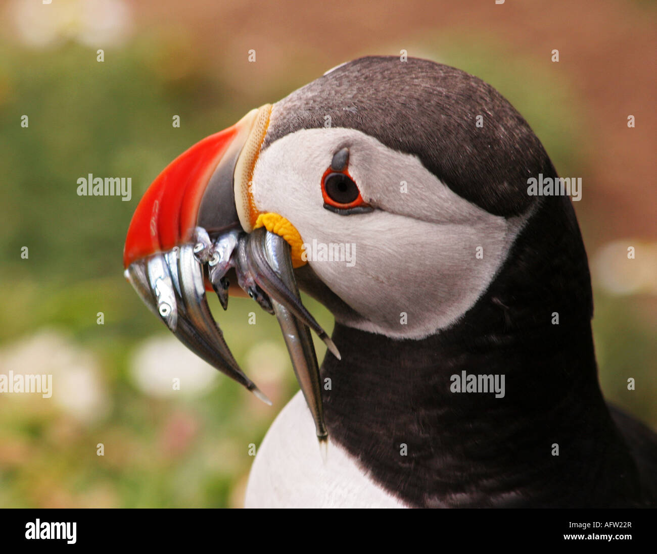 Puffin Head and sand eels for feeding chicks Stock Photo