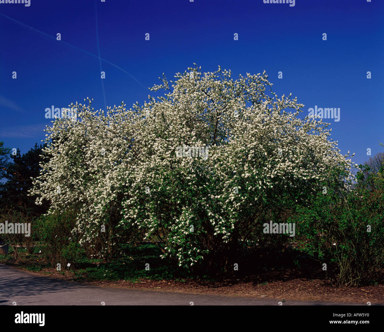 botany, pearlbush (Exochorda giraldii), bush, Additional-Rights-Clearance-Info-Not-Available Stock Photo