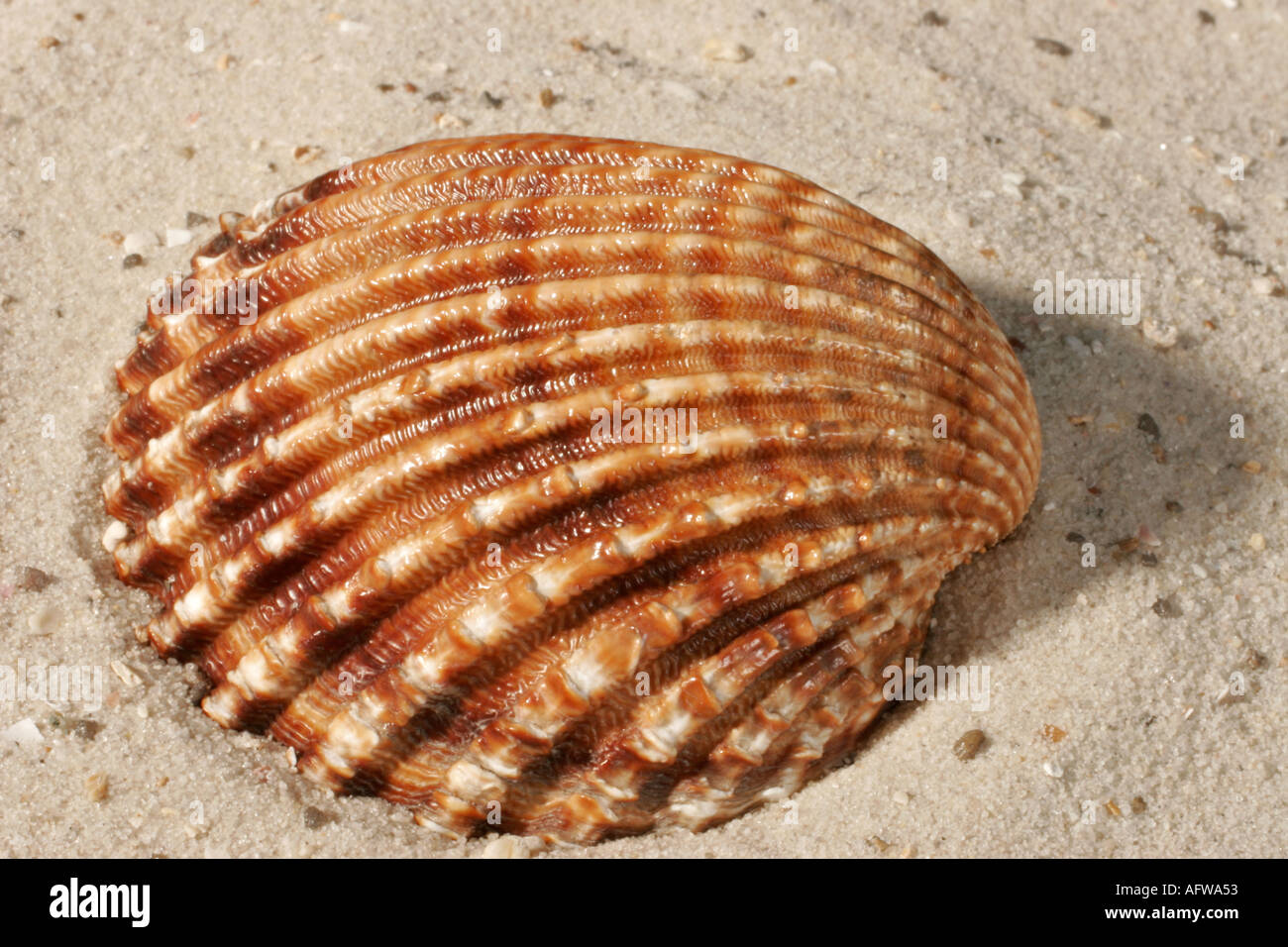 Herzmuschel shell  Stock Photo