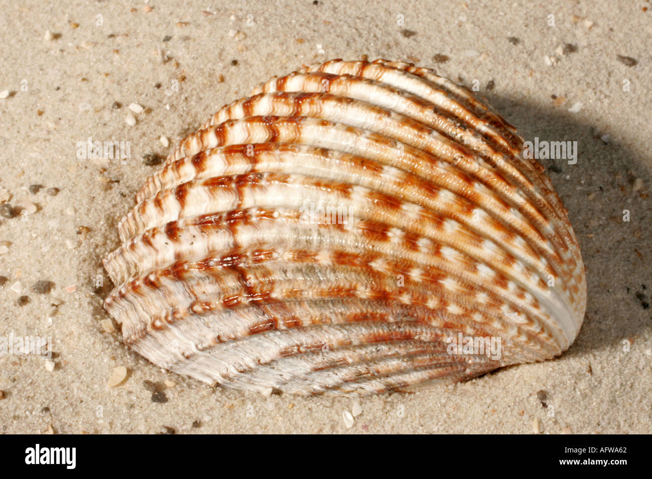 Herzmuschel shell  Stock Photo