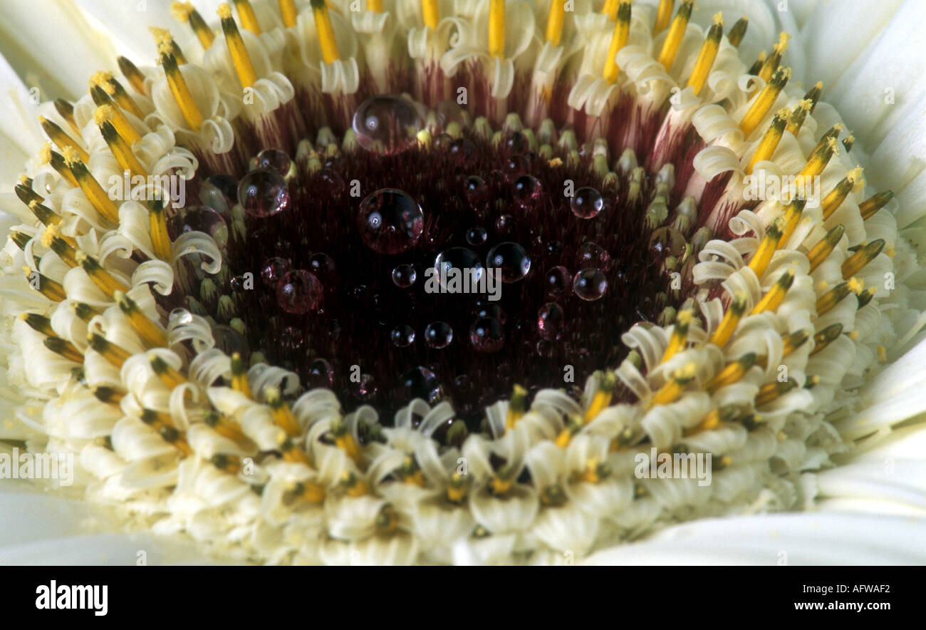 Centre of a White Gerbera flower Stock Photo