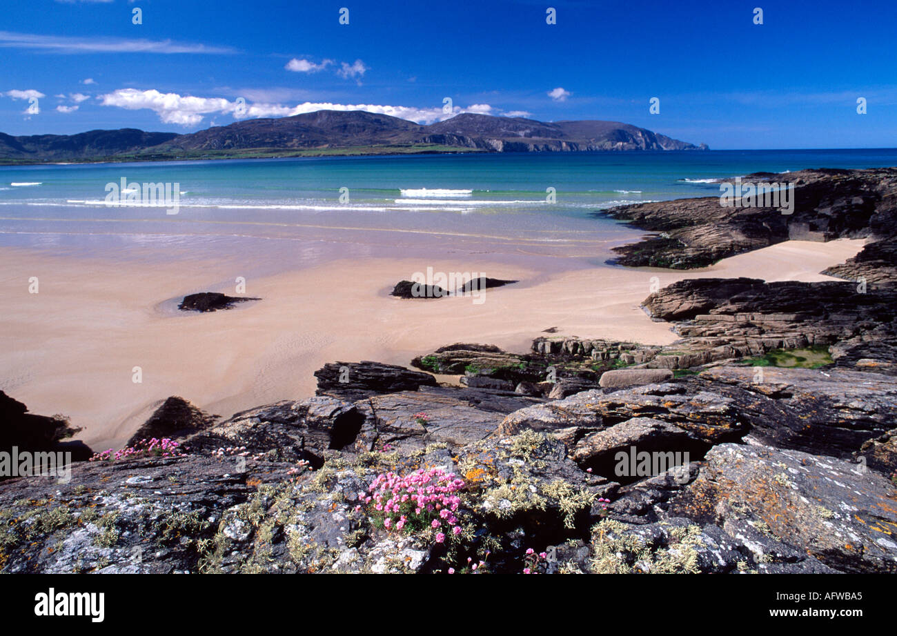 Thrift and rocks beside Tramore Strand, Rosbeg, County Donegal, Ireland Stock Photo