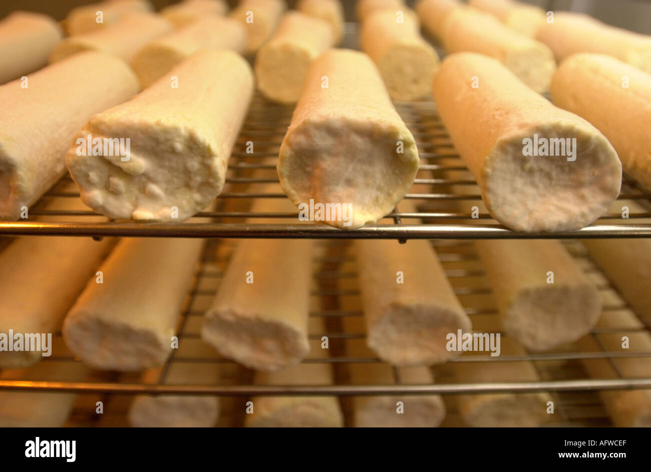 NEALS YARD CREAMERY NEAR HAY ON WYE HEREFORDSHIRE RAGSTONE GOATS MILK CHEESE MATURING IN THE CHILLER Stock Photo
