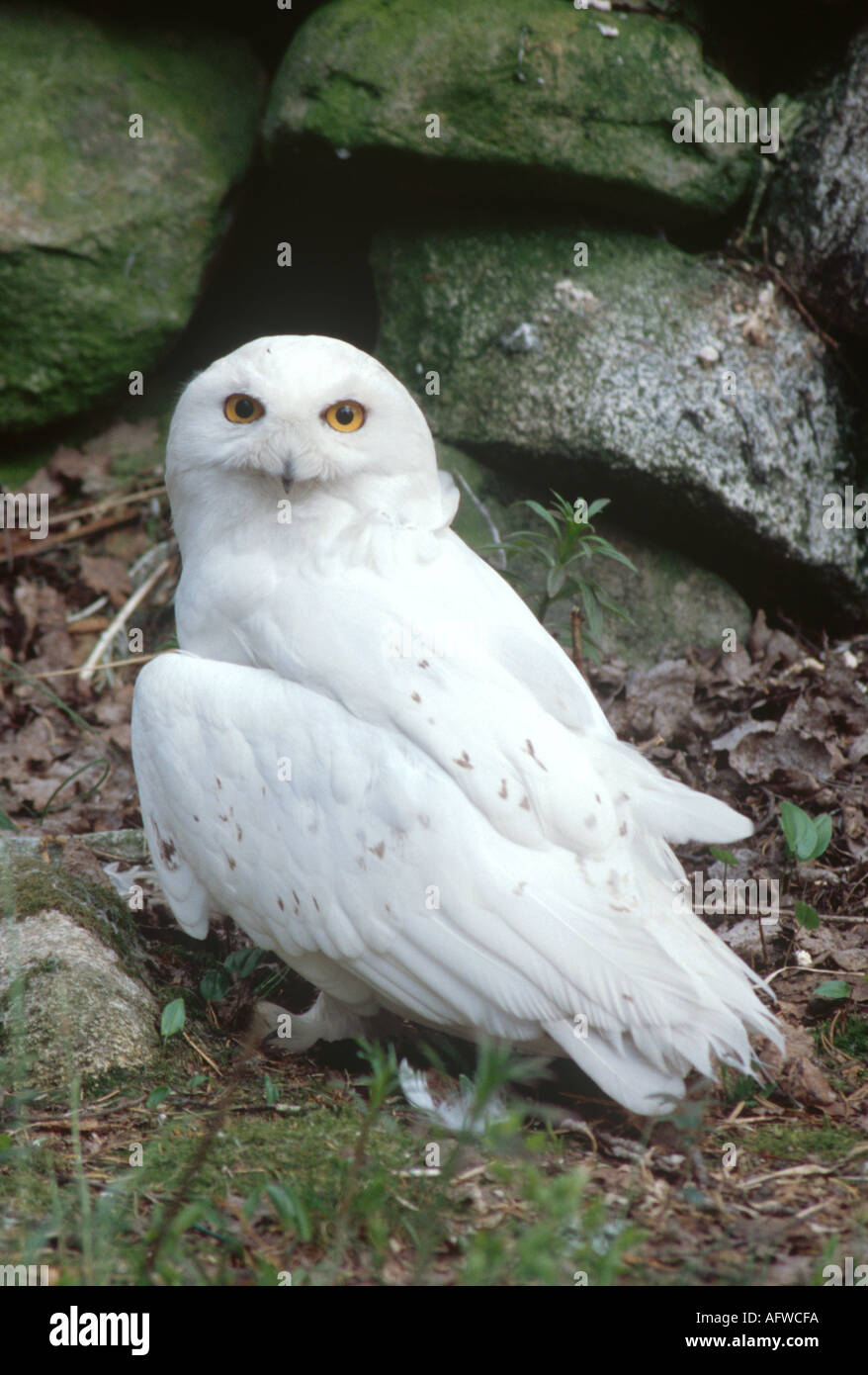 Male snowy owl Stock Photo
