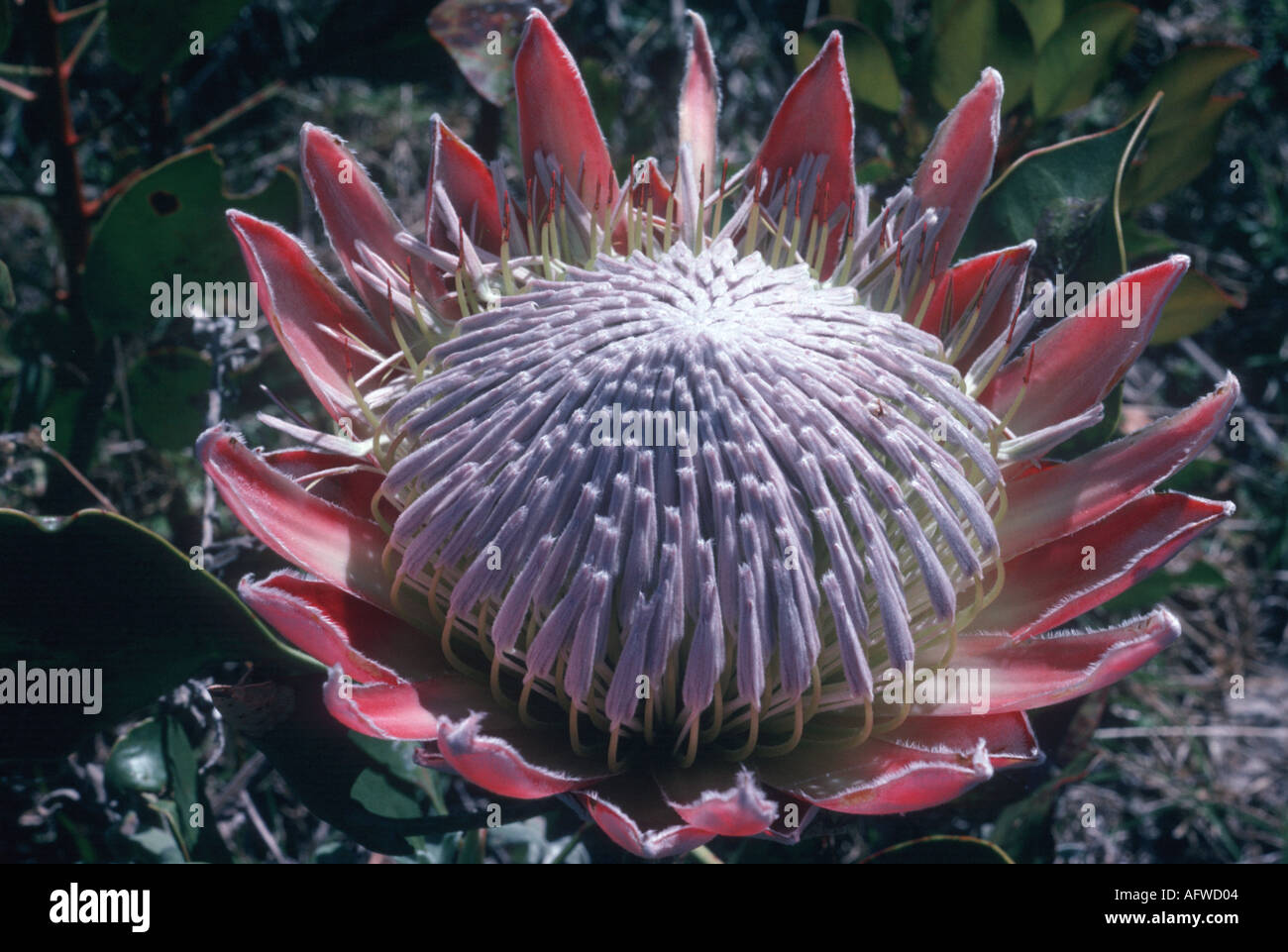 King Protea South Africa Stock Photo Alamy