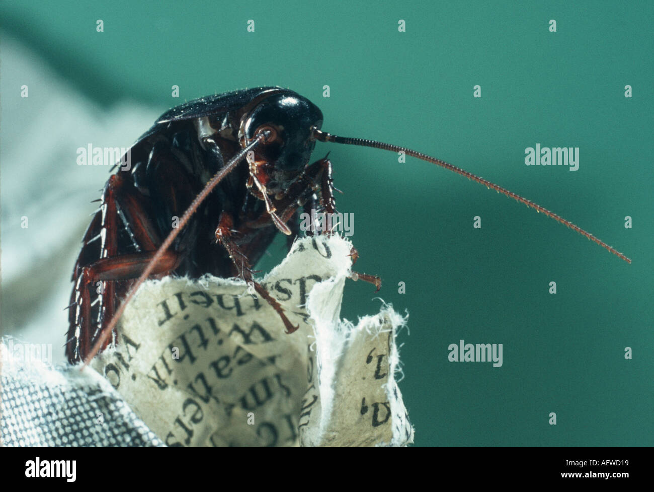 Cockroach on newspaper Stock Photo