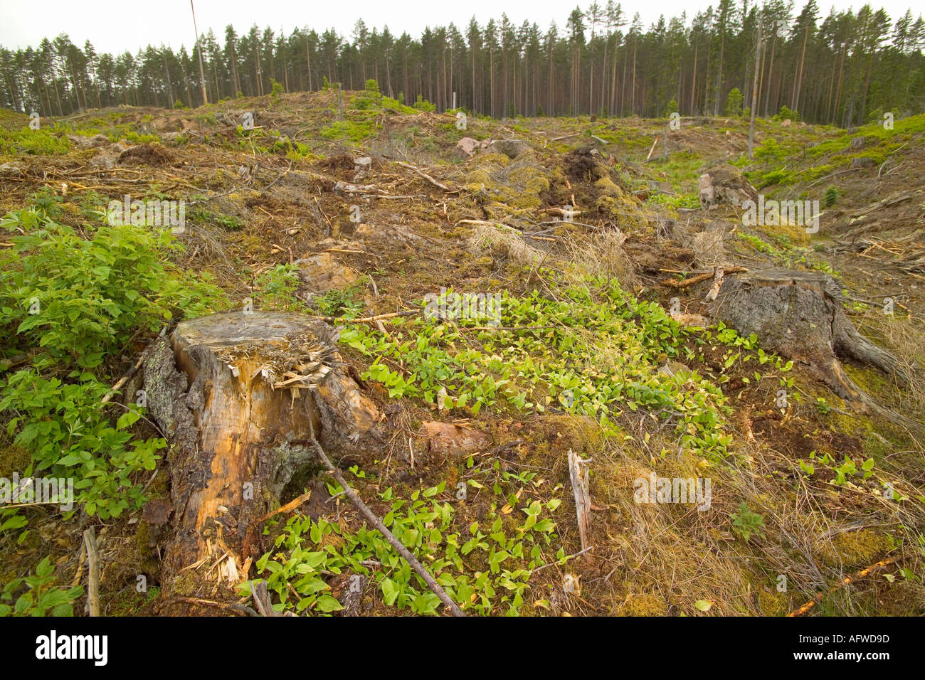 Logged forest hi-res stock photography and images - Alamy