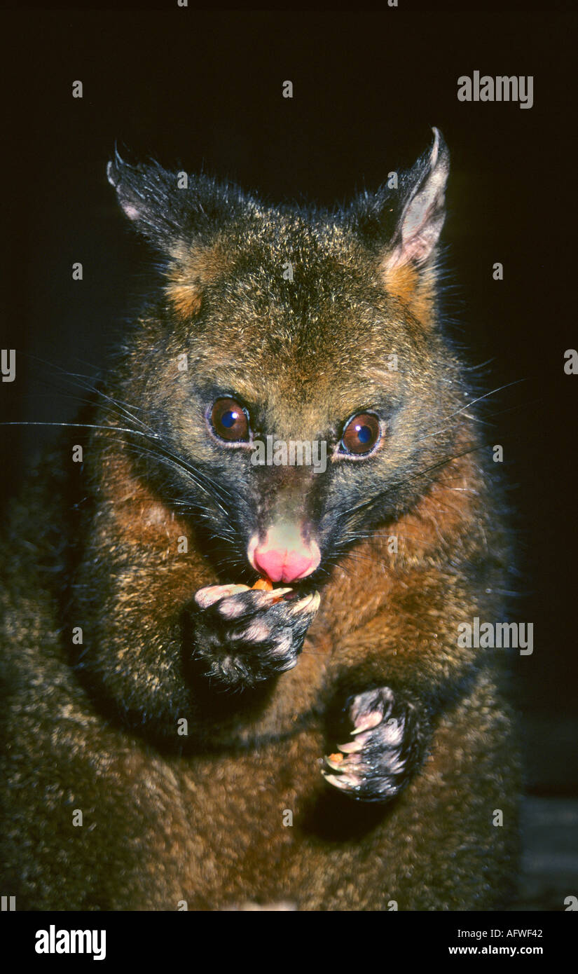 Animal with brush hires stock photography and images Alamy