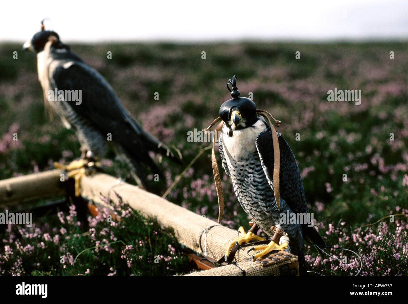 Hooded Peregrine Falcons sit on a Cadge and wait their turn to be flown. The British School of Falconry Gleneagles, Scotland 1990s UK 1997 HOMER SYKES Stock Photo