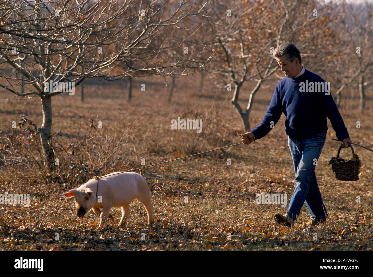 Truffle hunt hunting with a pig Cahors France 1990s Europe Circa 1995. HOMER SYKES Stock Photo