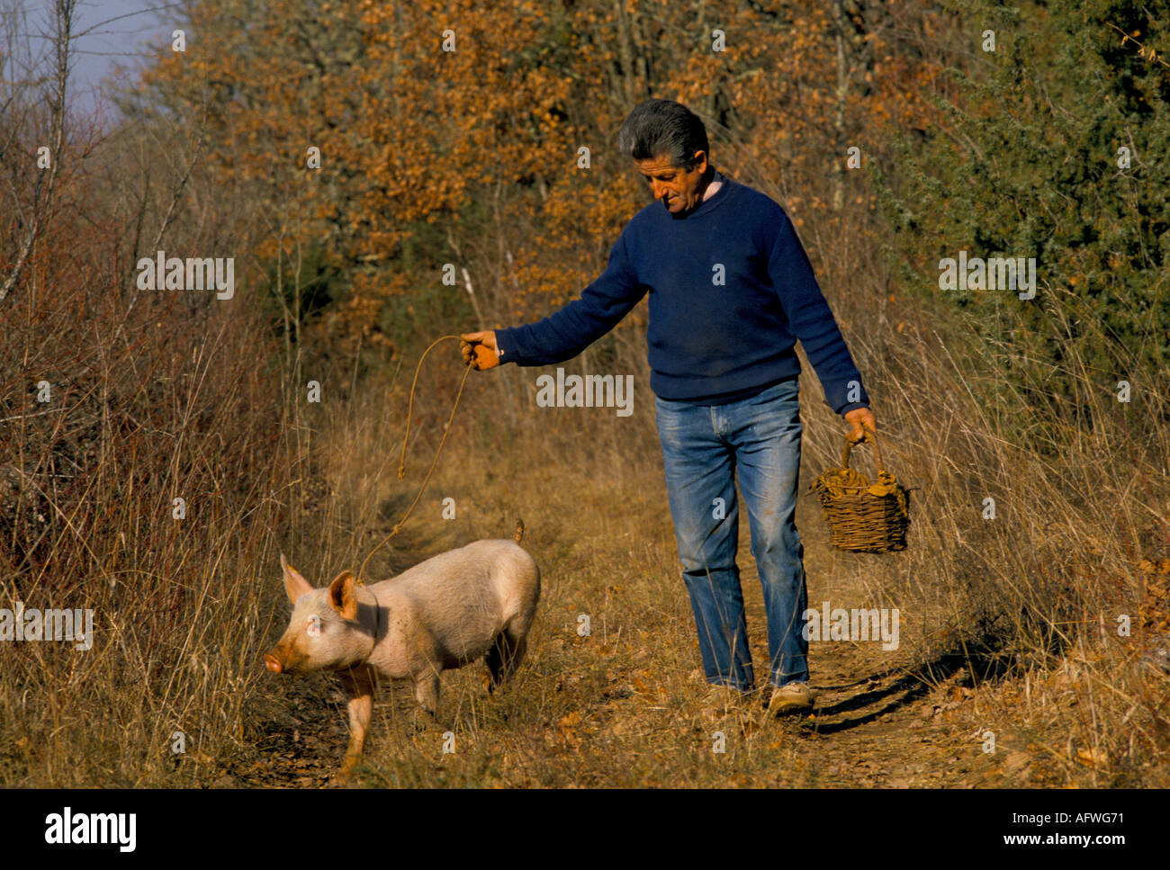 Truffle pig farmer hires stock photography and images Alamy